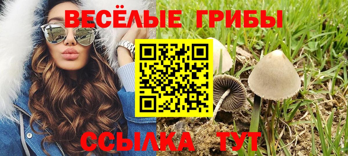 Псилоцибиновые грибы Psilocybine cubensis Черногорск